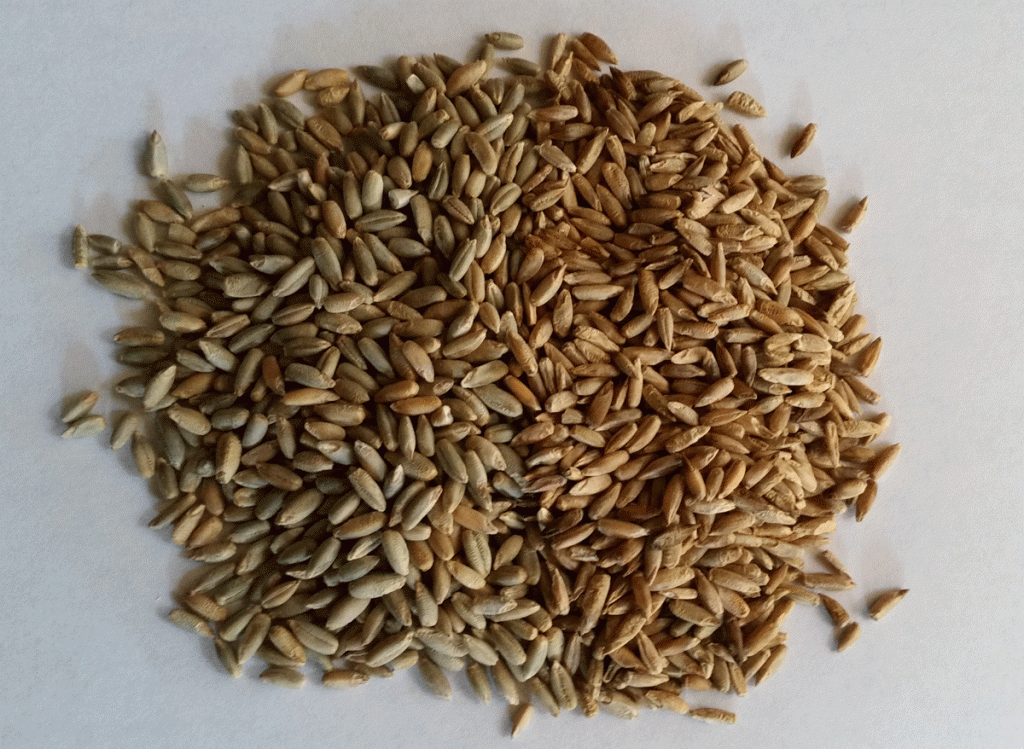 Heirloom Dixie Rye (United States) - THE RYE BAKER